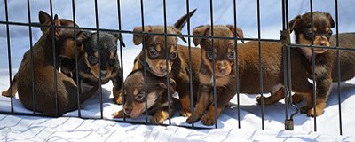 Chihuahua Pups at OSCAR Animal Rescue in Sparta, NJ