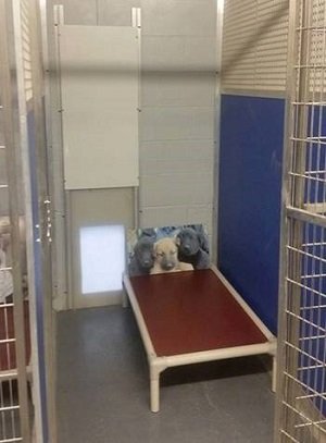 Shelter - OSCAR Animal Rescue in Sparta, NJ